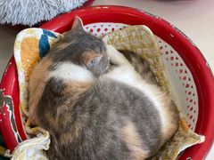 -平行世界·猫咖(首经贸店)
