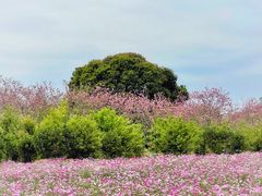 -天适樱花悠乐园