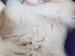 -李小姐の猫咖啡馆(五角场店)