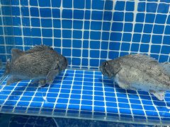 -故乡家韩国料理(丹东街店)