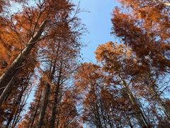 -溱湖国家湿地公园