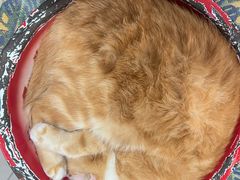 -平行世界·猫咖(首经贸店)
