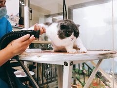 -优米宠物美容(体育场路店)