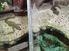 -上海大自然野生昆虫馆(东方明珠·爬宠昆虫探索中心)