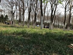 -大兴滨河森林公园