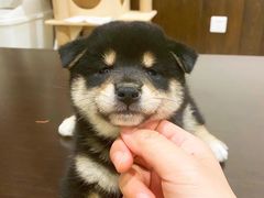 -逗柴咖啡屋·狗咖猫咖宠物桌游