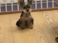 -翊宠yipet猫狗购宠庄园犬舍•猫舍