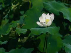 -四川大学(华西校区)