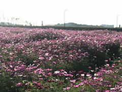 -光明小镇欢乐田园