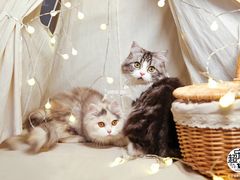 -超宠爱宠物摄影-Super pet