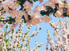 -海棠花溪(元大都城垣遗址公园)