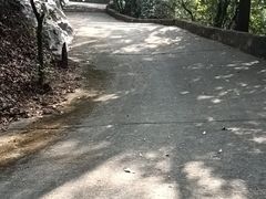 -大屏嶂森林公园