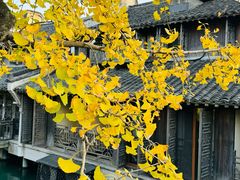 -乌镇西栅景区