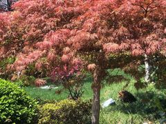 -荷风细雨·中国茶宴(碧云店)