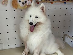 -毛绒耶耶撸宠馆·猫咖·狗咖·荷兰猪咖