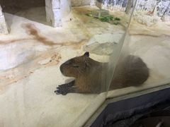 -重庆欢乐海底世界