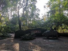 -金花茶公园