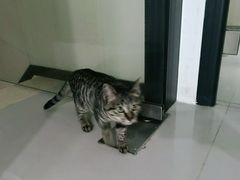 -安安宠物医院(情缘分院)