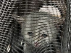 -瑞派雷欧宠物医院·24h夜诊·心脏骨科牙科·全科重症转诊中心(无影山店)