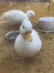 -神奇动物撸宠馆·羊驼·小浣熊·异宠(豫园店)