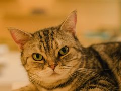 -飞行喵MR PILOT|猫舍·猫咖(静安大融城店)