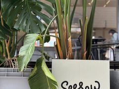 -Seesaw Coffee(上生新所店)