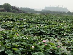 -荷塘月色湿地公园·向阳花洲