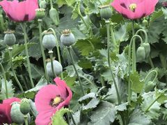 -国家植物园南园