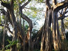 -瑞丽独树成林风景区