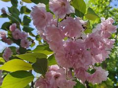 -长白岛森林公园