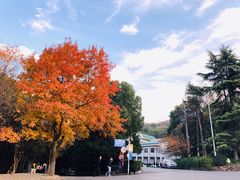 -武汉大学-樱园