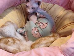 -藏猫猫咖啡主题馆(中央大道店)