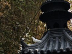-西安大兴善寺