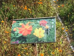 -丹樱生态园