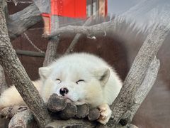 -西霞口神雕山野生动物世界