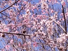 -桃花堤公园