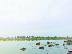 -白洋淀景区