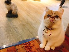 -猫咪咖啡·猫咖(万达广场店)