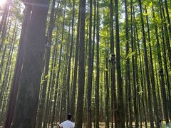 -山王坪喀斯特国家生态公园