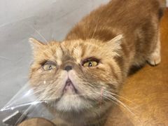 -猫友咖啡店(玉林西路店)