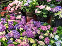 -双季花艺园艺市场(浦东店)