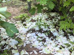 -洛阳市隋唐城遗址植物园