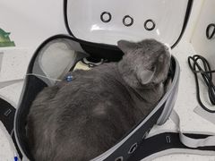 -纳吉亚猫专科动物诊疗中心(蒋宅口分院)