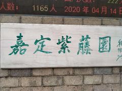 -嘉定紫藤园