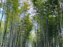 -蜀南竹海景区
