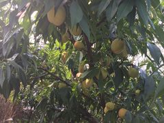 -西山樟坞健康果园枇杷杨梅采摘