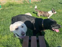 -趣玩宠物乐园寄养训犬训狗游泳池