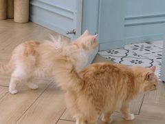 -安格丽娜·狗咖·猫咖羊驼咖(春熙路百盛商场店)