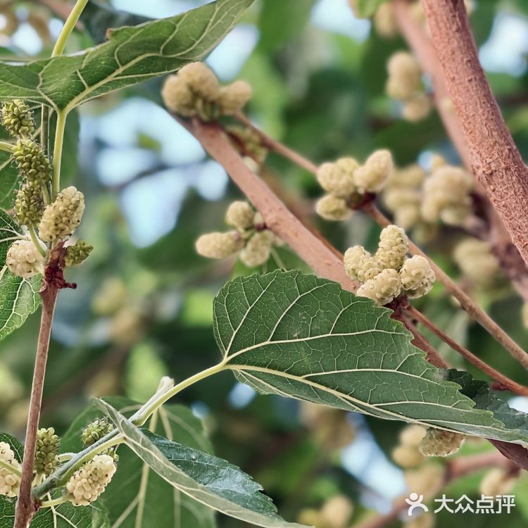 喀什古城桑椹熟啦❗️不要钱吃到饱❗️❗️
