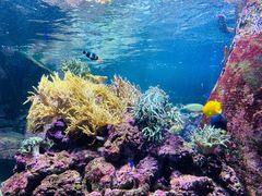 -迪拜水族馆及水下动物园